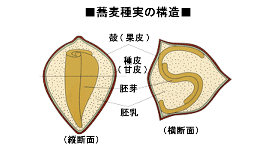 蕎麦種実の構造